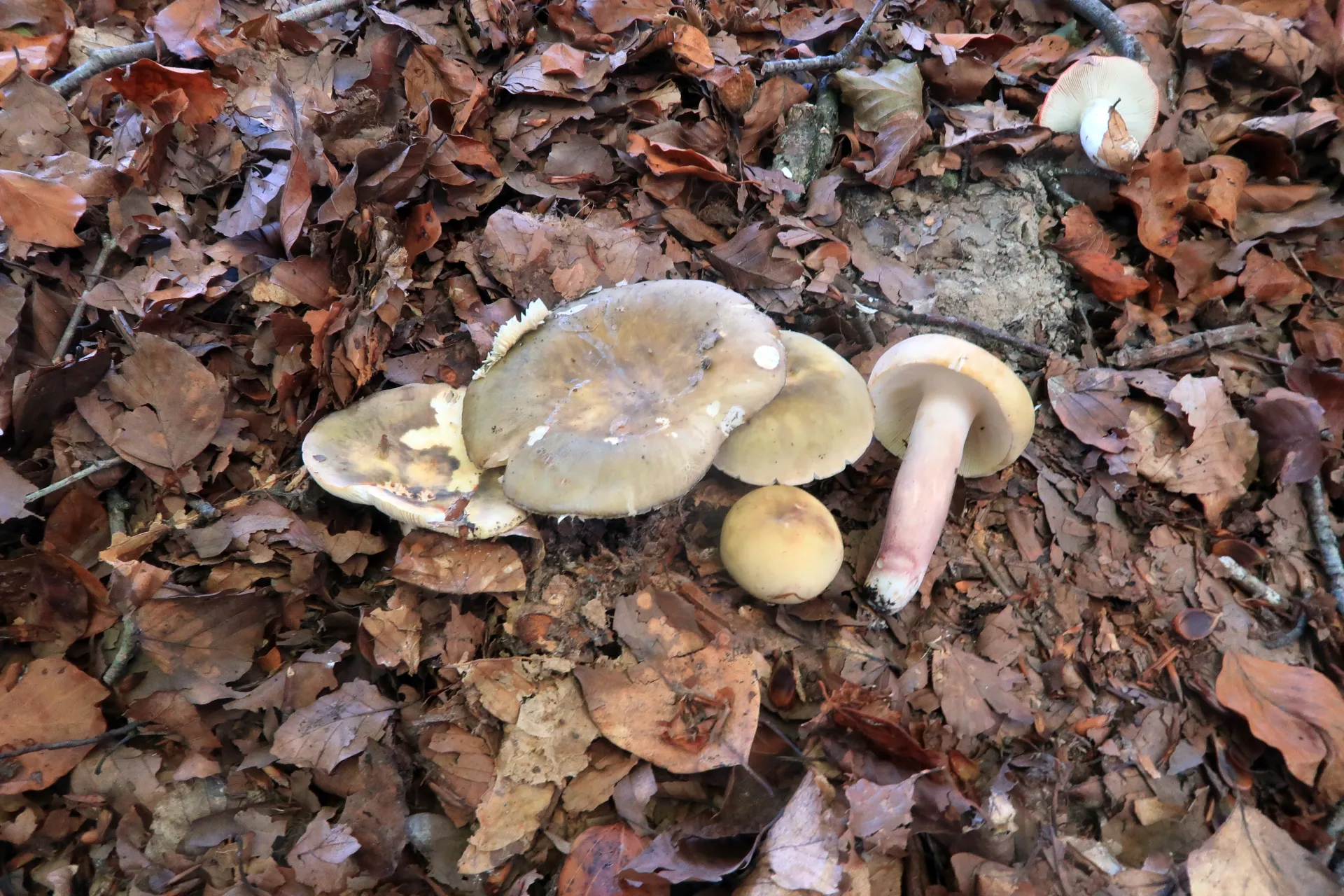 Russula violeipes - 1 - IMG_6597